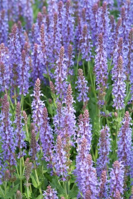 Trendyplants - Salvia nemorosa 'Caradonna' - 12 stuks - Salie - Winterhard - Hoogte 10-30 cm - Potmaat Ø9cm - vtwonen shop