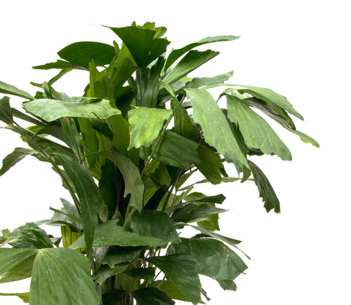 Trendyplants - Caryota Mitis - Visstaartpalm - Kamerplant - Hoogte 160-180 cm - Potmaat Ø24cm - vtwonen shop