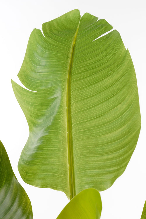 Mica Decorations Kunst Bananenplant - H120 x Ø70 cm - Groen