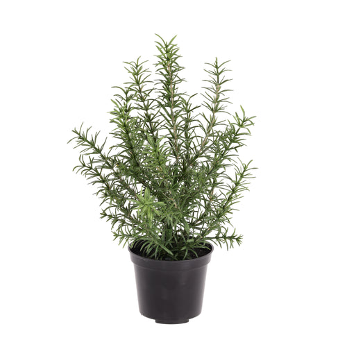 Maxifleur Rozemarijn kunstplant 35cm boeket in kweekpot