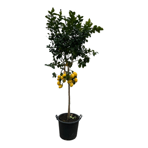 Trendyplants - Citrus Lemon - Citroenboom - Hoogte 250-270 cm - Potmaat Ø50cm - vtwonen shop