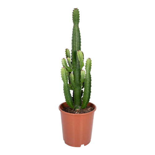 Trendyplants - Euphorbia Acrurensis - Cactus - Hoogte 50-70 cm - Potmaat Ø24cm - vtwonen shop