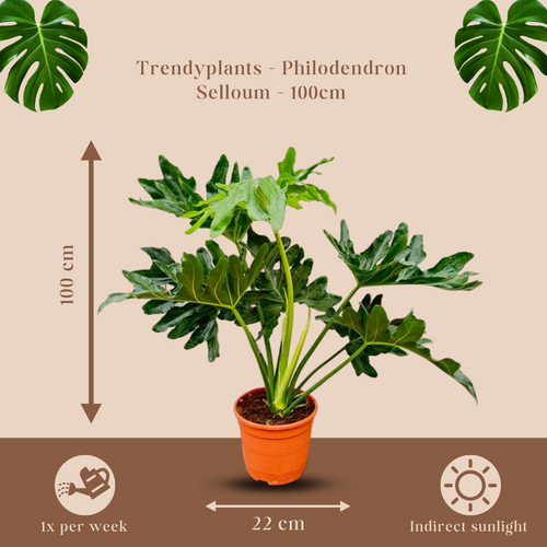 Trendyplants - Philodendron Selloum - Lace Tree Philodendron - Kamerplant - Hoogte 70-90 cm - Potmaat Ø22cm - vtwonen shop