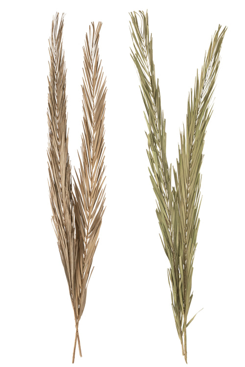 J-Line droogbloemen - Bladeren Khajur - groen - 2 stuks - vtwonen shop