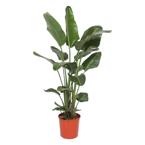 Trendyplants - Strelitzia Nicolai - Paradijsvogelbloem - Kamerplant - Hoogte 160-180 cm - Potmaat Ø24cm - vtwonen shop