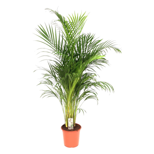 Trendyplants - Areca palm - Goudpalm - Kamerplant - Hoogte 170-190 cm - Potmaat Ø24cm - vtwonen shop