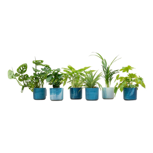 Trendyplants - Verrassingsbox - 6 kamerplanten inclusief elho Ocean Round atlantisch blauw - Hoogte 20-40 cm - Potmaat Ø14cm - vtwonen shop