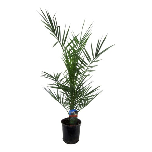 Trendyplants - Phoenix Canariensis - Winterhard - Tuinplant - Hoogte 80-100 cm - Potmaat Ø15cm - vtwonen shop