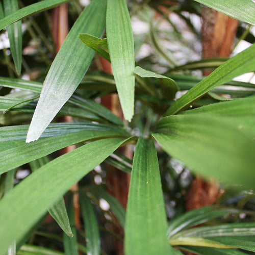Maxifleur Raphis kunstpalm deluxe 160cm - FR - brandvertragend
