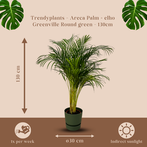 Trendyplants - Areca palm - ↨130cm - Ø24cm inclusief elho Greenville Round groen Ø30cm x ↨28cm - vtwonen shop