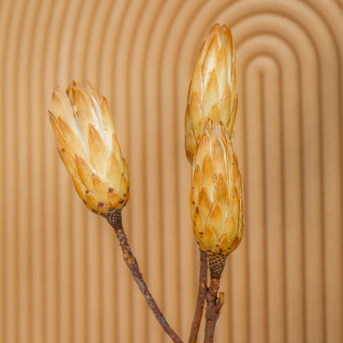 My Flowers.shop Geel gedroogde Suikerbos | Gele Protea Repens droogbloemen | Lengte 40 centimeter | Per 3 stuks - vtwonen shop