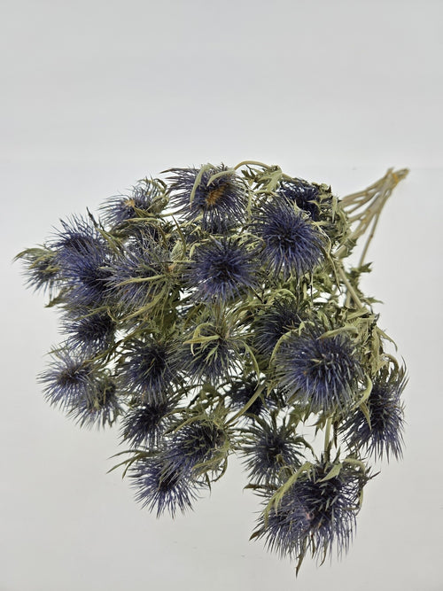 My Flowers.shop Naturel gedroogde Kruisdistels | Naturelle Eryngium droogbloemen | Maat L | Lengte ± 70 centimeter | Per bos - vtwonen shop