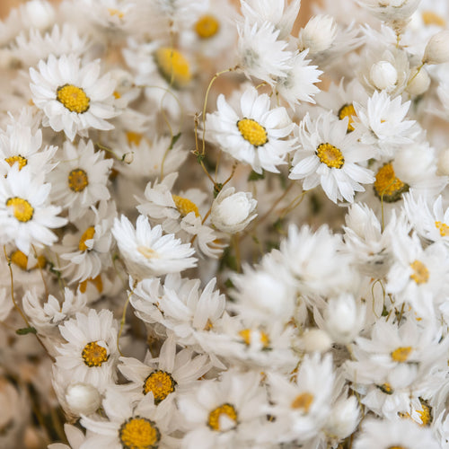 My Flowers.shop Wit gedroogde Zonnestraal | Witte Rhodante droogbloemen | ± 35 bloempjes per bos | Lengte 45 centimeter - vtwonen shop