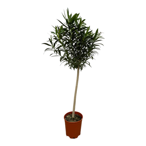 Trendyplants - Nerium Oleander op stam met roze bloem - Hoogte 180-200 cm - Tuinplant - Potmaat Ø31cm - vtwonen shop