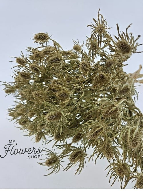 My Flowers.shop Witte gedroogde Kruisdistels | Naturel witte Eryngium droogbloemen | Lengte ± 70 centimeter | Per bos te bestellen - vtwonen shop