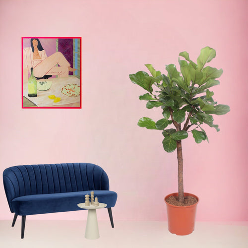 Trendyplants - Ficus Lyrata boom - Tabaksplant - Kamerplant - Hoogte 160-180 cm - Potmaat Ø30cm - vtwonen shop