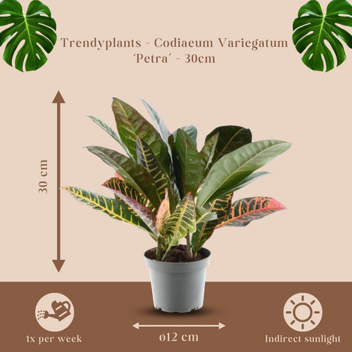 Trendyplants - Codiaeum Variegatum 'Petra' - Croton - Kamerplant - Hoogte 20-40 cm - Potmaat Ø12cm - vtwonen shop