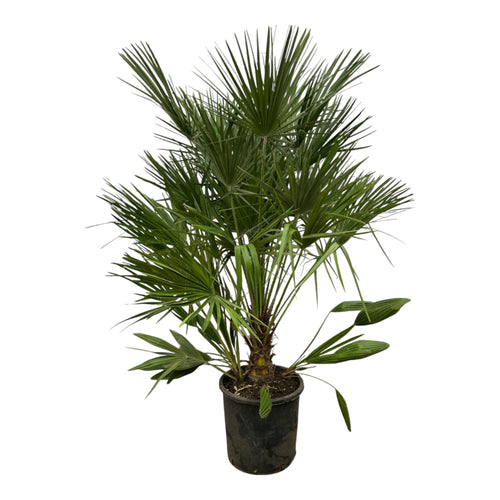 Trendyplants - Chamaerops Humilis - Hoogte 150-170 cm - Europese Dwergpalm - Winterhard - Tuinplant - Potmaat Ø28cm - vtwonen shop