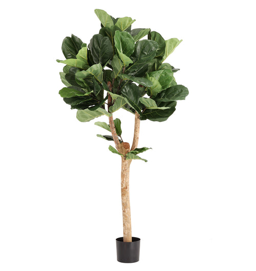 Maxifleur Lyrata Deluxe Y Kunstboom 170cm in pot