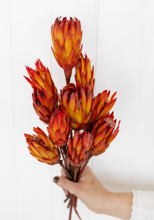 My Flowers.shop Rood oranje gedroogde Protea Pendula | Lengte ± 45 centimeter | Per 10 takken - vtwonen shop