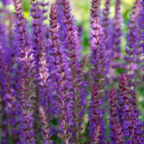 Trendyplants - Salvia Nemorosa 'Ostfriesland' - 12 stuks - Salie - Winterhard - Hoogte 10-25cm - Potmaat Ø9cm - vtwonen shop