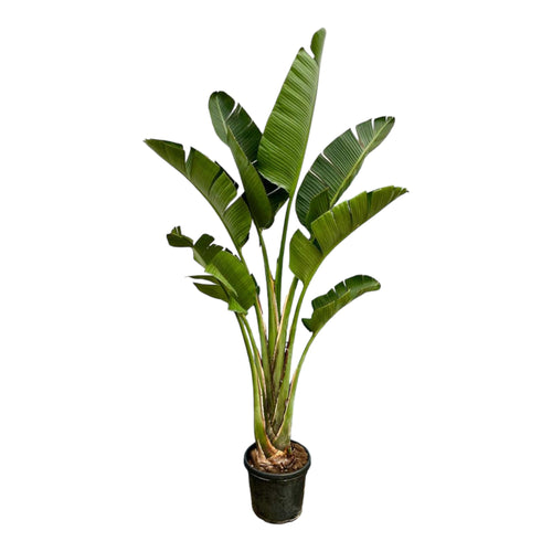 Trendyplants - Strelitzia Augusta - Paradijsvogelbloem - Kamerplant - Hoogte 240-260 cm - Potmaat Ø45cm - vtwonen shop