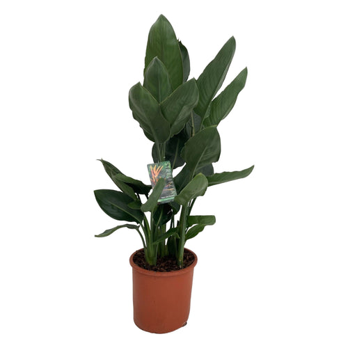 Trendyplants - Strelitzia Reginae - Paradijsvogelbloem - Kamerplant - Hoogte 90-110 cm - Potmaat Ø19cm - vtwonen shop