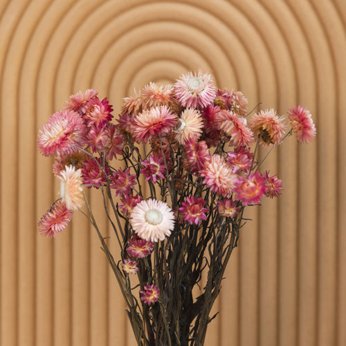 My Flowers.shop Gedroogde roze Helichrysum | Roze strobloemen droogbloemen | Lengte 55 centimeter | Per bos - vtwonen shop