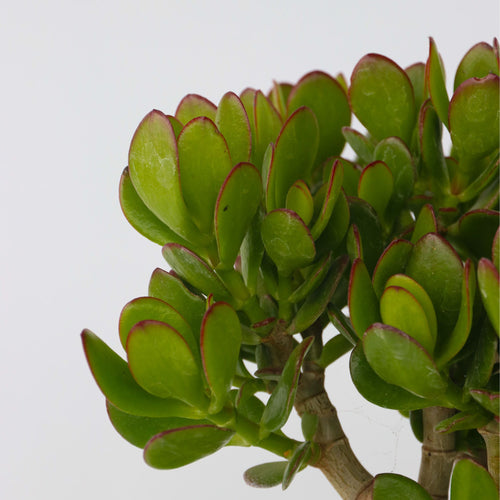 Plant in a Box succulent Crassula Ovata Minor - hoogte 45-50cm - pot 23cm - vtwonen shop