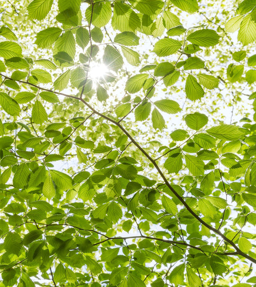 Sanders & Sanders fotobehang bos groen - 250 x 280 cm - 612587
