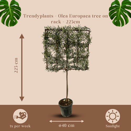 Trendyplants - Olijfboom - Olea Europaea boom op rek - Tuinplant - Hoogte 215-235 cm - Potmaat Ø40cm - vtwonen shop