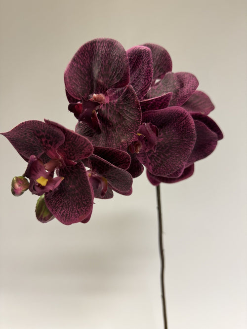 My Flowers.shop Bordeauxkleurige orchidee zijden bloem | Lengte 77 centimeter | Per stuk - vtwonen shop