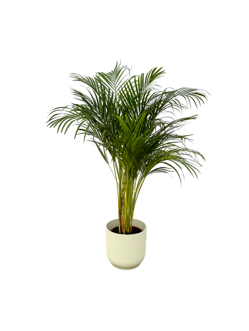 Trendyplants - Areca palm - ↨130cm - Ø24cm inclusief elho Vibes Fold Round wit Ø30cm x ↨27cm - vtwonen shop