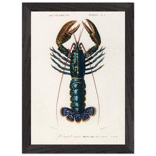 Artfulprints Poster met Lijst Charles Dessalines d'Orbigny - Crimson crawfish (palemon ornatum)   - A4 21x29.7 cm - Blauw