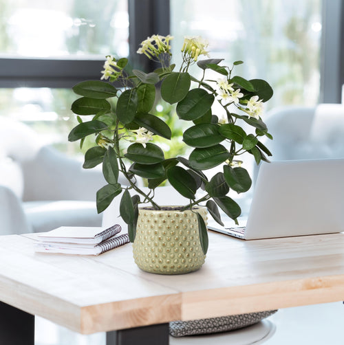 Maxifleur Stephanotis kunstplant 40cm