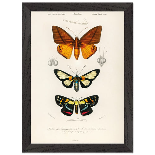 Artfulprints Poster met Lijst Charles Dessalines d'Orbigny - Collection of moths   - A4 21x29.7 cm - Oranje
