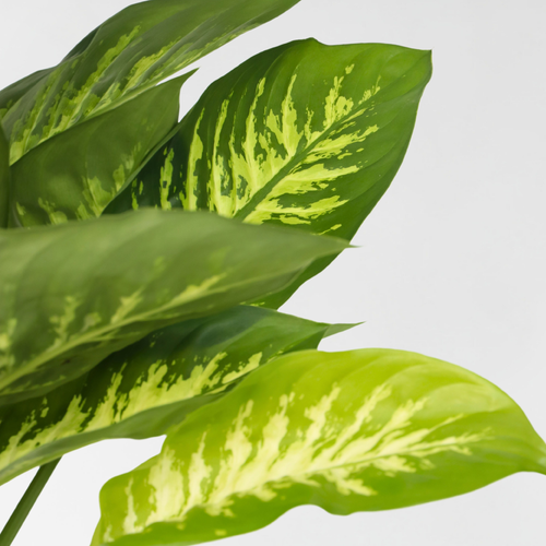 Plant in a Box kamerplant Dieffenbachia Tropic - hoogte 70-80cm - pot 24cm - vtwonen shop