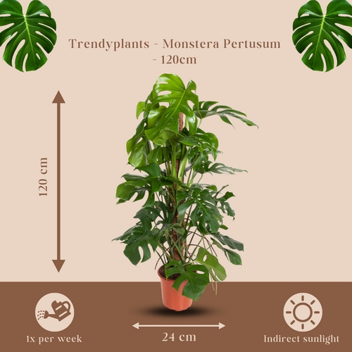 Trendyplants - Monstera Pertusum - Gatenplant - Kamerplant - Hoogte 110-130 cm - Potmaat Ø24cm - vtwonen shop