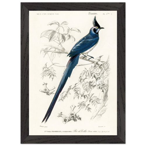 Artfulprints Poster met Lijst Charles Dessalines d'Orbigny - Black-throated magpie-jay (pica colliei)   - A4 21x29.7 cm - Blauw