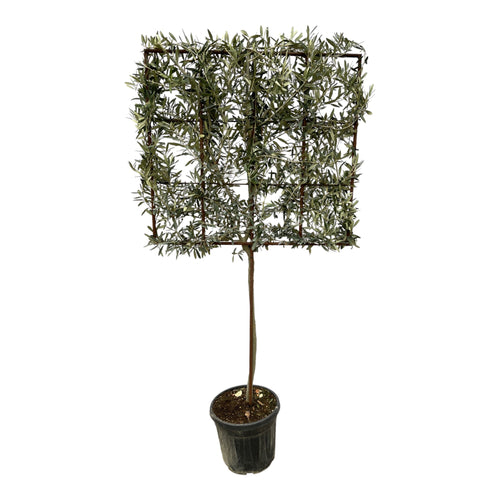 Trendyplants - Olijfboom - Olea Europaea boom op rek - Tuinplant - Hoogte 215-235 cm - Potmaat Ø40cm - vtwonen shop