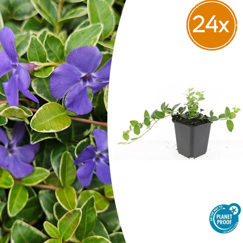 Trendyplants - Vinca minor 'Ralph Shugert' - 24 stuks - Maagdenpalm - Winterhard - Hoogte 10-30 cm - Potmaat Ø9cm - vtwonen shop