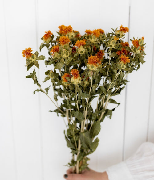 My Flowers.shop Naturel oranje gedroogde Bidens | Oranje Carthamus droogbloemen | Lengte ± 70 cm | Per bos - vtwonen shop