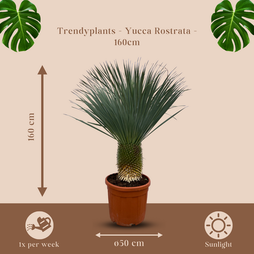 Trendyplants - Yucca Rostrata - Hoogte 150-170 cm - Blue Baked Yucca - Winterhard - Potmaat Ø50cm - vtwonen shop