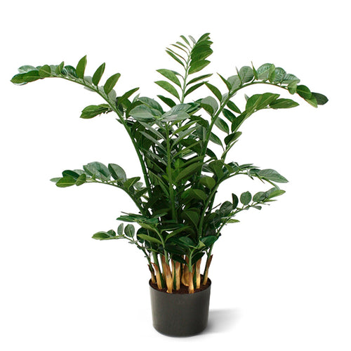 Maxifleur Zamioculcas XL kunstplant 120cm