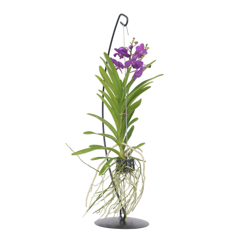 Plant in a Box Vanda Orchidee met decoratieve staander blauw - Hoogte 45-55cm - vtwonen shop