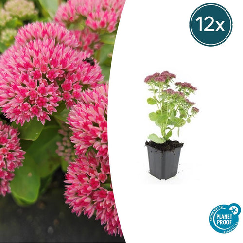 Trendyplants - Sedum 'Herbstfreude' - 12 stuks - Vetkruid - Winterhard - Hoogte 10-30 cm - Potmaat Ø9cm - vtwonen shop