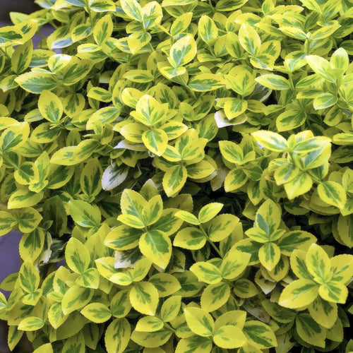 Trendyplants - Euonymus 'Emerald 'n Gold' - 20 stuks - Japanse kardinaalsmuts - Winterhard - Hoogte 10-25cm - Potmaat Ø9cm - vtwonen shop