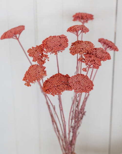 My Flowers.shop Roze gedroogd Duizendblad | Roze Achillea Parker droogbloemen | 10 stelen per bos | Lengte 65 centimeter - vtwonen shop