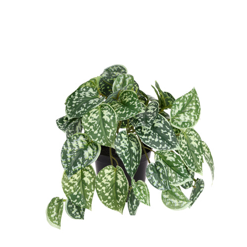 Maxifleur Pictus kunst hangplant 25cm bont in kweekpot