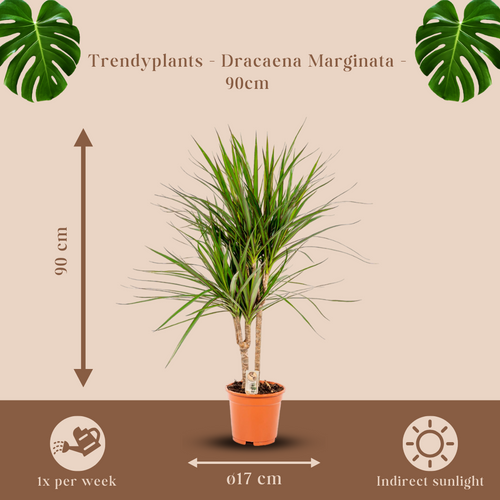 Trendyplants - Dracaena Marginata - Drakenbloedboom - Kamerplant - Hoogte 80-100 cm - Potmaat Ø17cm - vtwonen shop